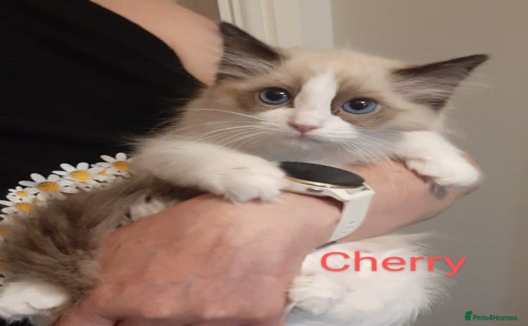 Ragdoll cats - Advert 14
