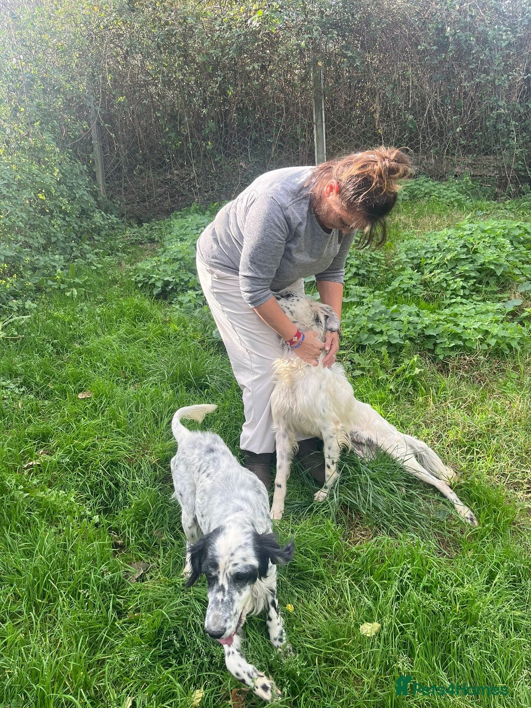 English Setter dogs for adoption: Pol   - Advert 4