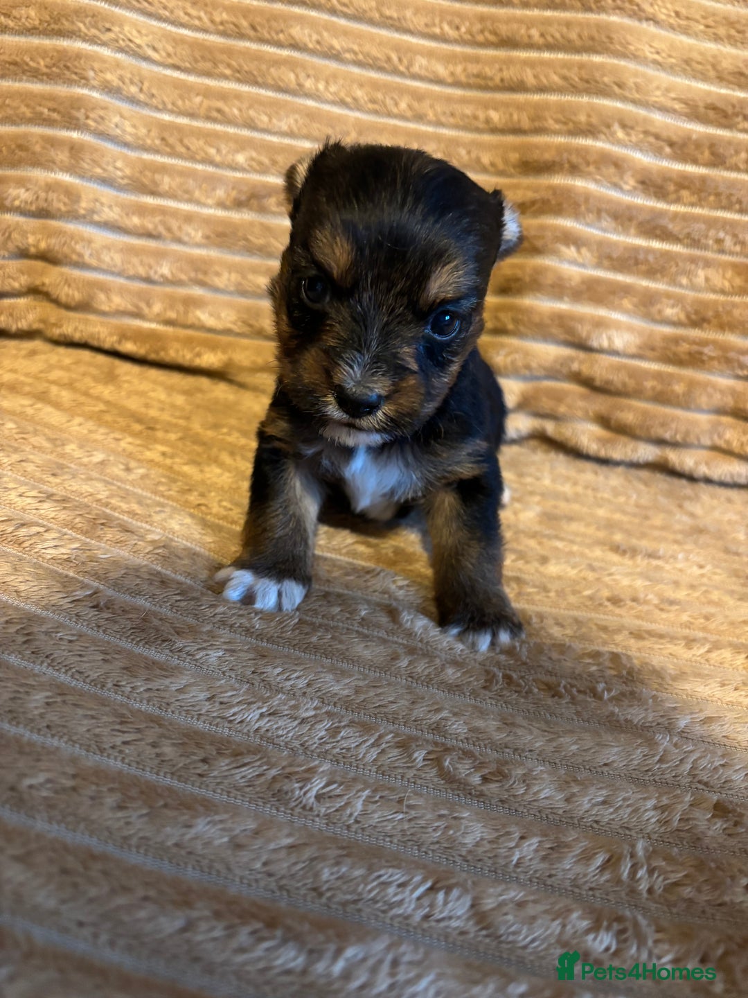 Yorkshire Terrier dogs for sale: Yorkshire terrier boy puppy  - Advert 5