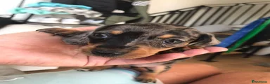 Miniature Dachshund Puppy 3