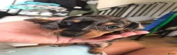 Miniature Dachshund dogs for sale: Adorable Miniature Dachshund Puppies - Advert 3