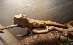 Bearded Dragon reptiles for sale: 4yr old Bearded Dragon and Viv. - Image 6