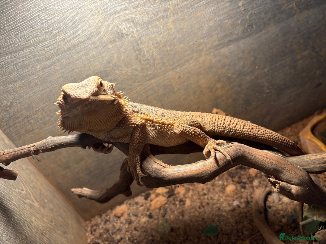 Bearded Dragon reptiles for sale: 4yr old Bearded Dragon and Viv. - Image 6
