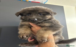 German Shepherd dogs for sale: German shepherd  - Image 33
