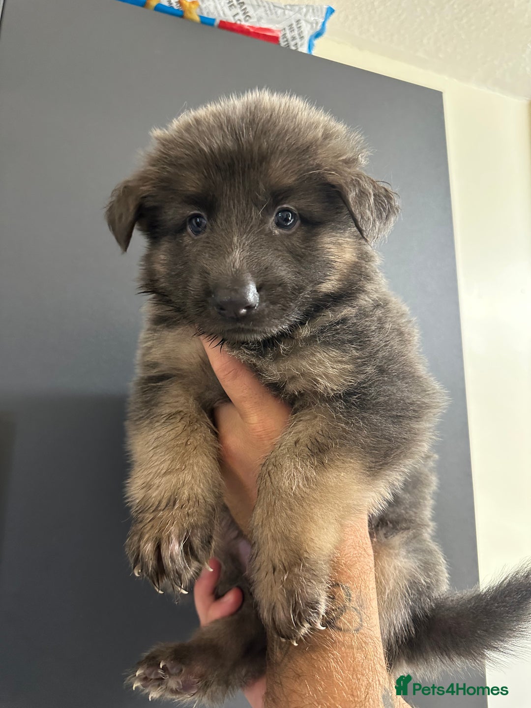 German Shepherd dogs for sale: German shepherd  - Image 33