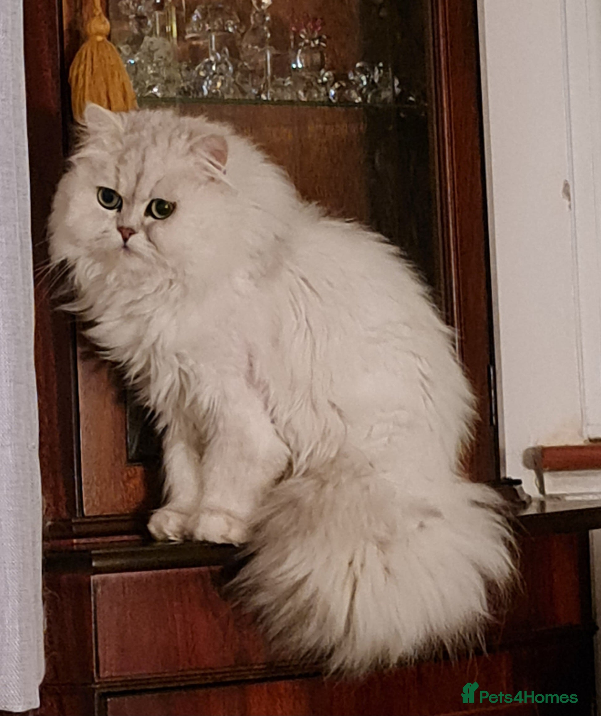 Persian cats Stunning Persian Silvertip Chinchilla for Stud in Bedford - Advert 4