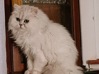 Persian cats in Bedford - Advert 6