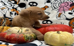 Labrador Retriever dogs for sale: Labrador pups - Image 14