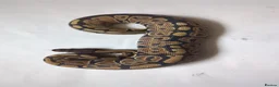 Python Snake reptiles for sale: Reduced 2025 Royal Pythons available  - Advert 7