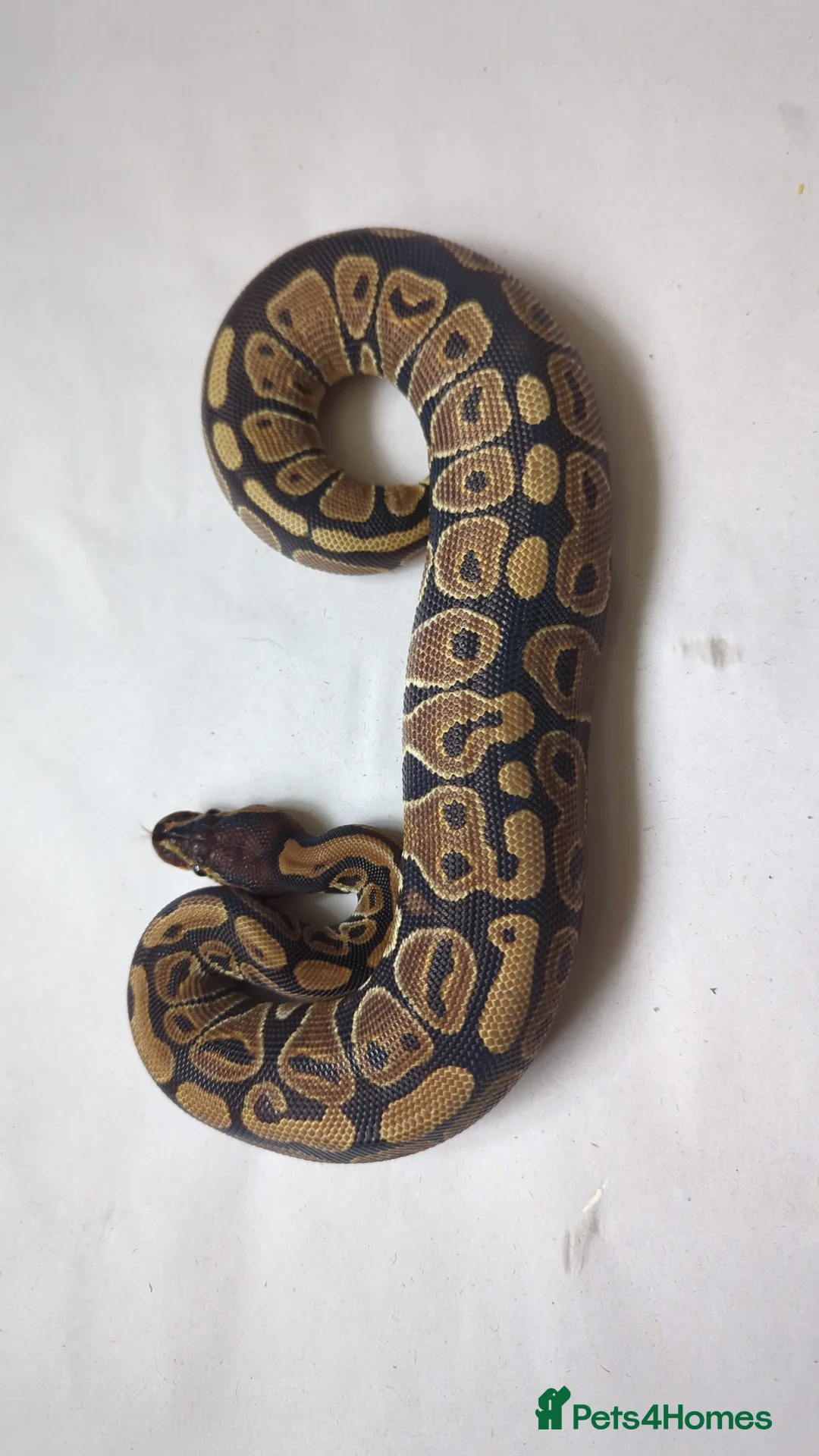 Python Snake reptiles for sale: Reduced 2025 Royal Pythons available  - Advert 7