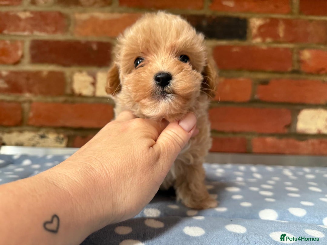 Maltipoo dogs for sale: Tiny Asian Maltipoo - Image 19
