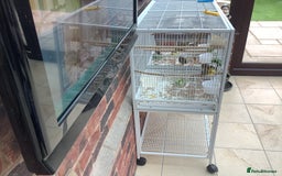 Canaries birds for sale: This years young birds  - Image 1