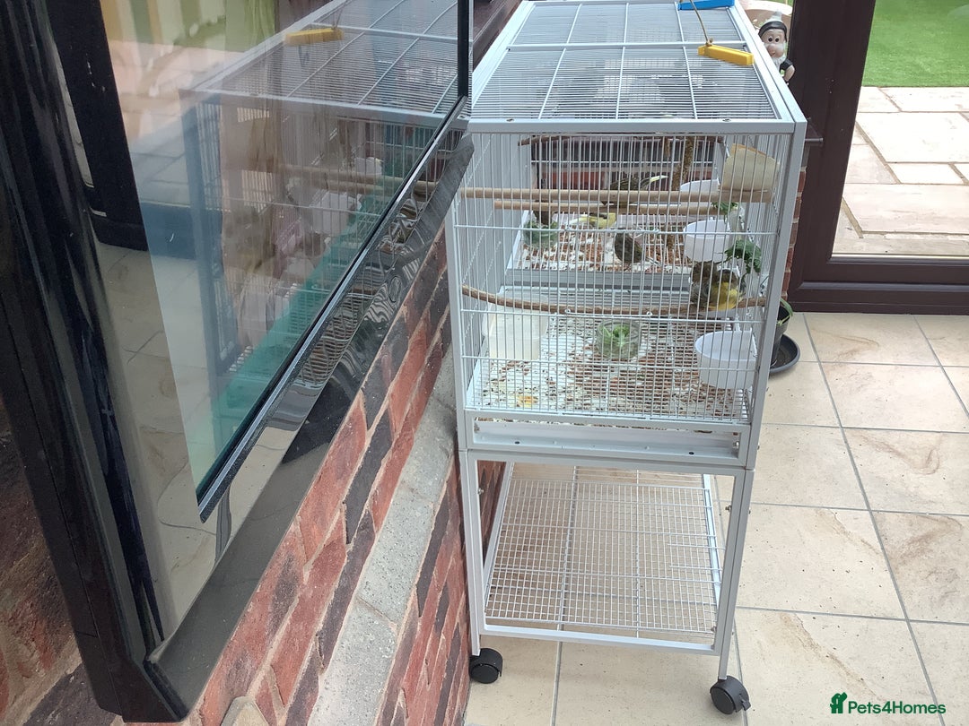 Canaries birds for sale: This years young birds  - Image 1