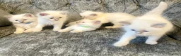 Ragdoll cats for sale: Ragdoll kittens - Advert 10