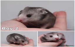 Hamster rodents for sale: Stunning litter of long haired Syrian hamsters  - Image 4