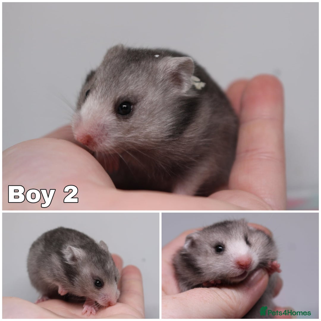 Hamster rodents for sale: Stunning litter of long haired Syrian hamsters  - Image 4