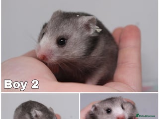 Hamster rodents - Advert 9