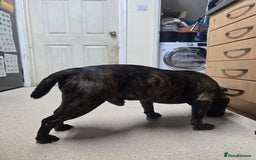 Staffordshire Bull Terrier dogs for sale: To good home - Image 8