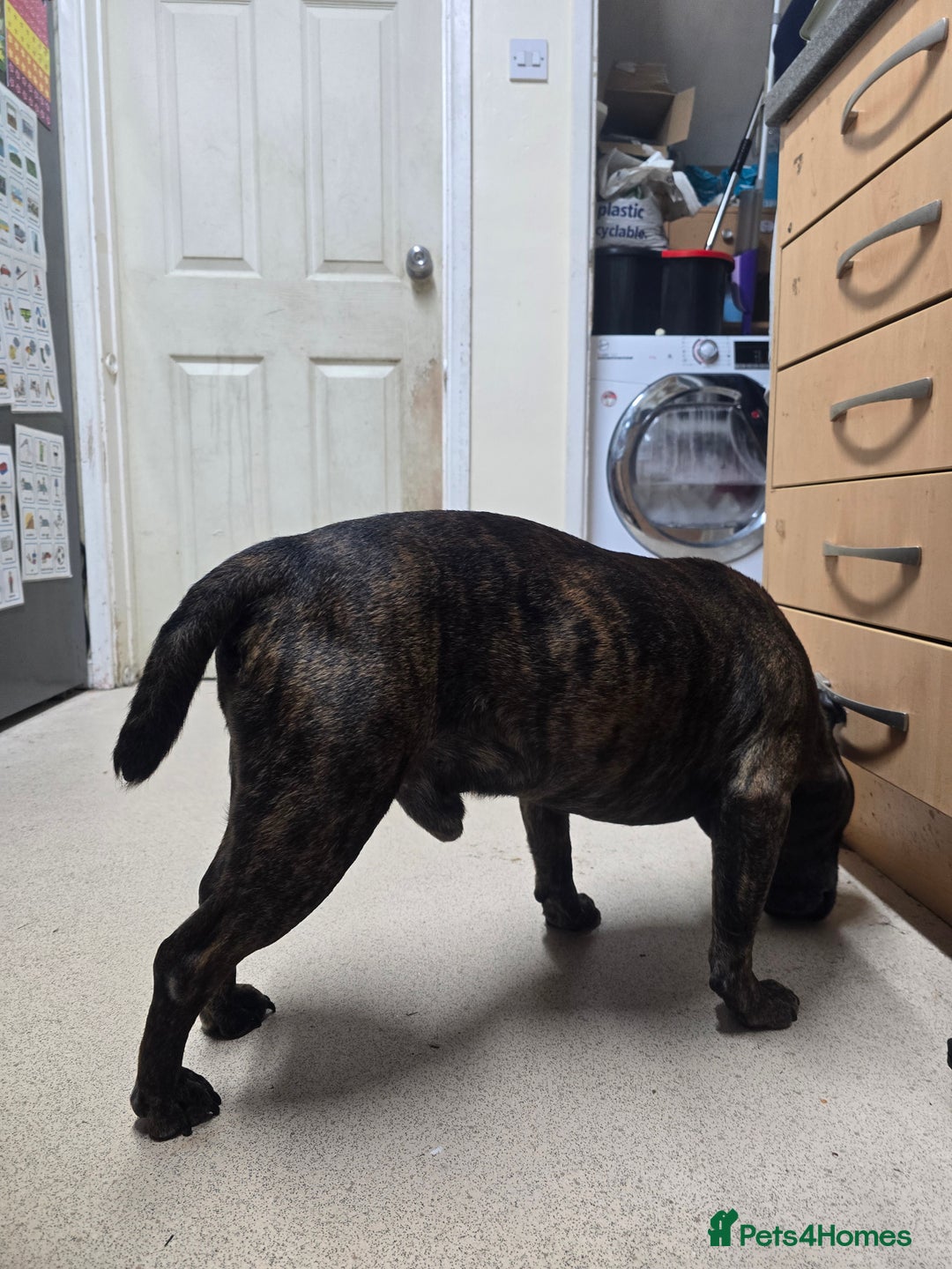 Staffordshire Bull Terrier dogs for sale: To good home - Image 8