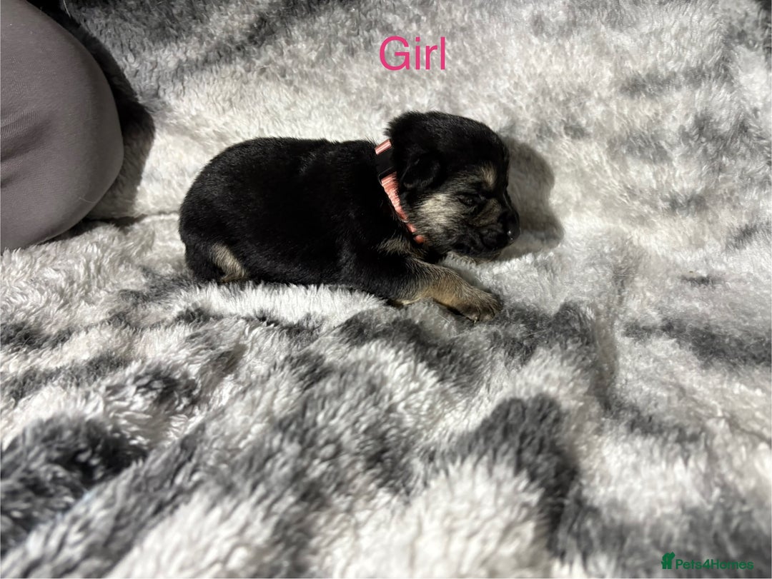 German Shepherd dogs for sale: Beautiful German Shepard puppies  - Advert 7