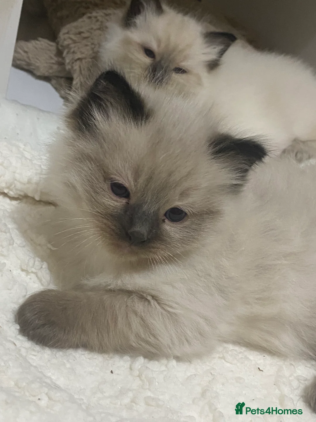 Ragdoll cats for sale: Ragdoll kittens (delivery available) - Advert 15