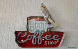 Cockatiels birds for sale: Sociable young Pearl Cockateil - Image 9