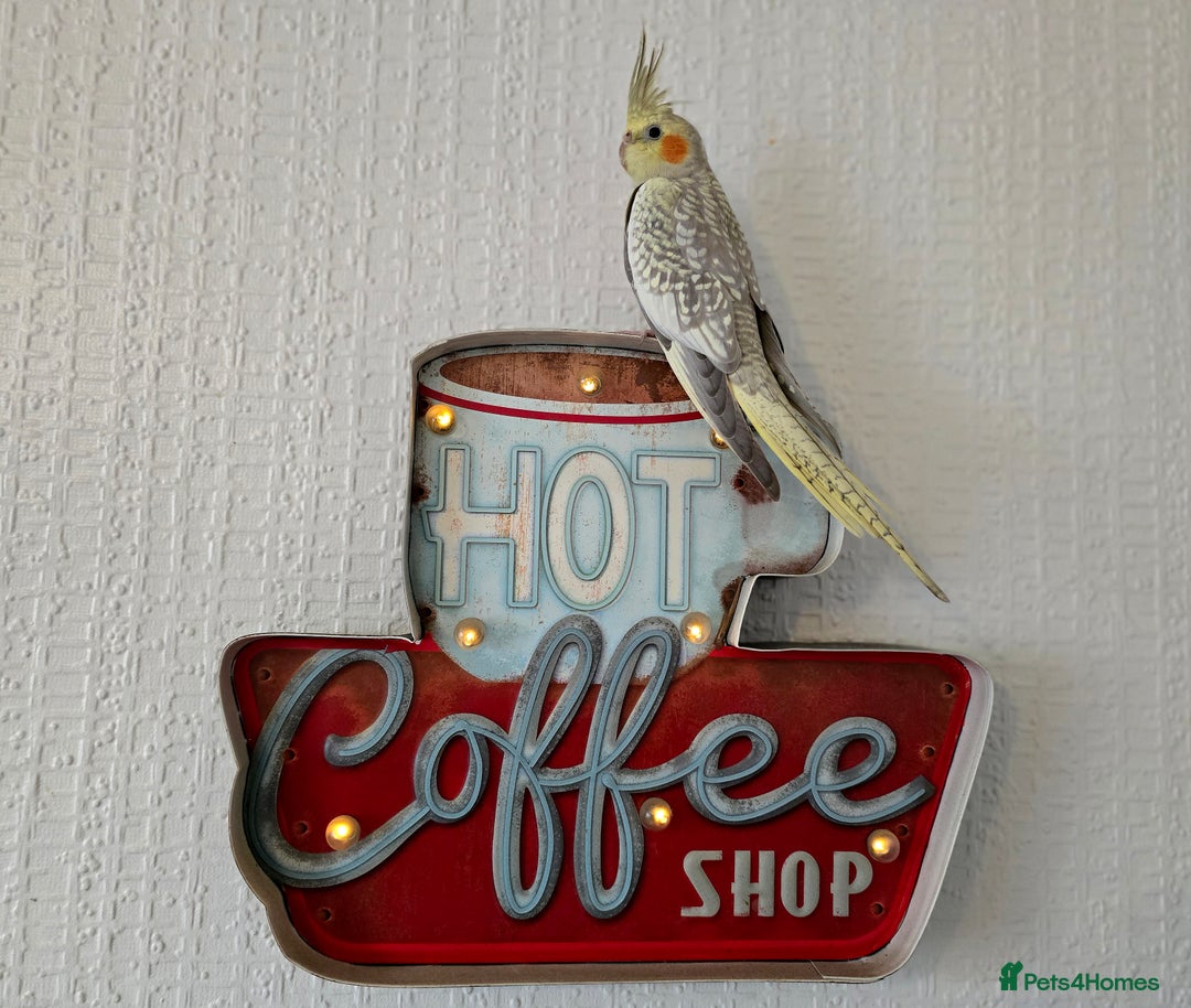 Cockatiels birds for sale: Sociable young Pearl Cockateil - Image 9