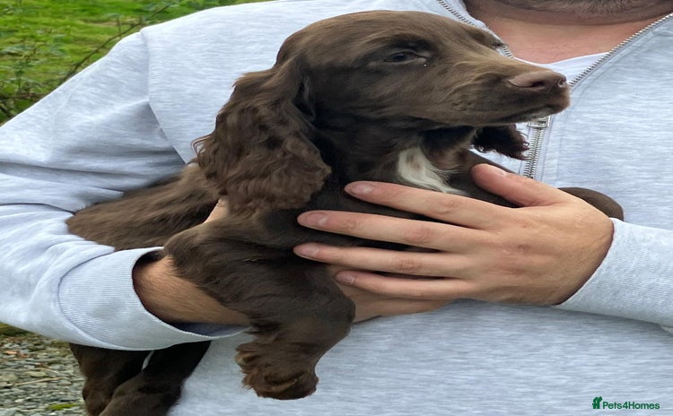 Cocker Spaniel dogs - Advert 1
