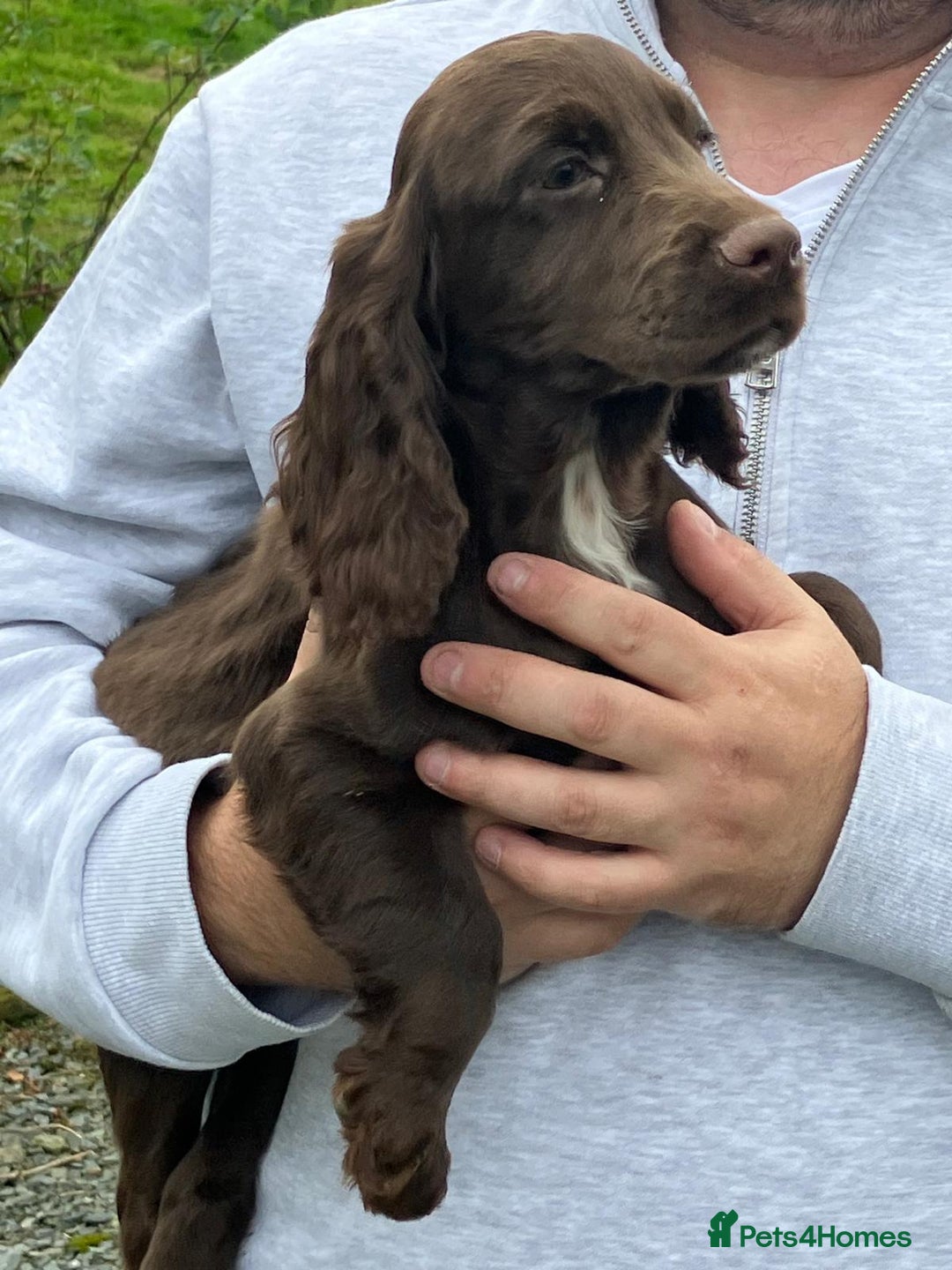 Cocker Spaniel dogs for sale: Cocker spaniel pups - Image 1