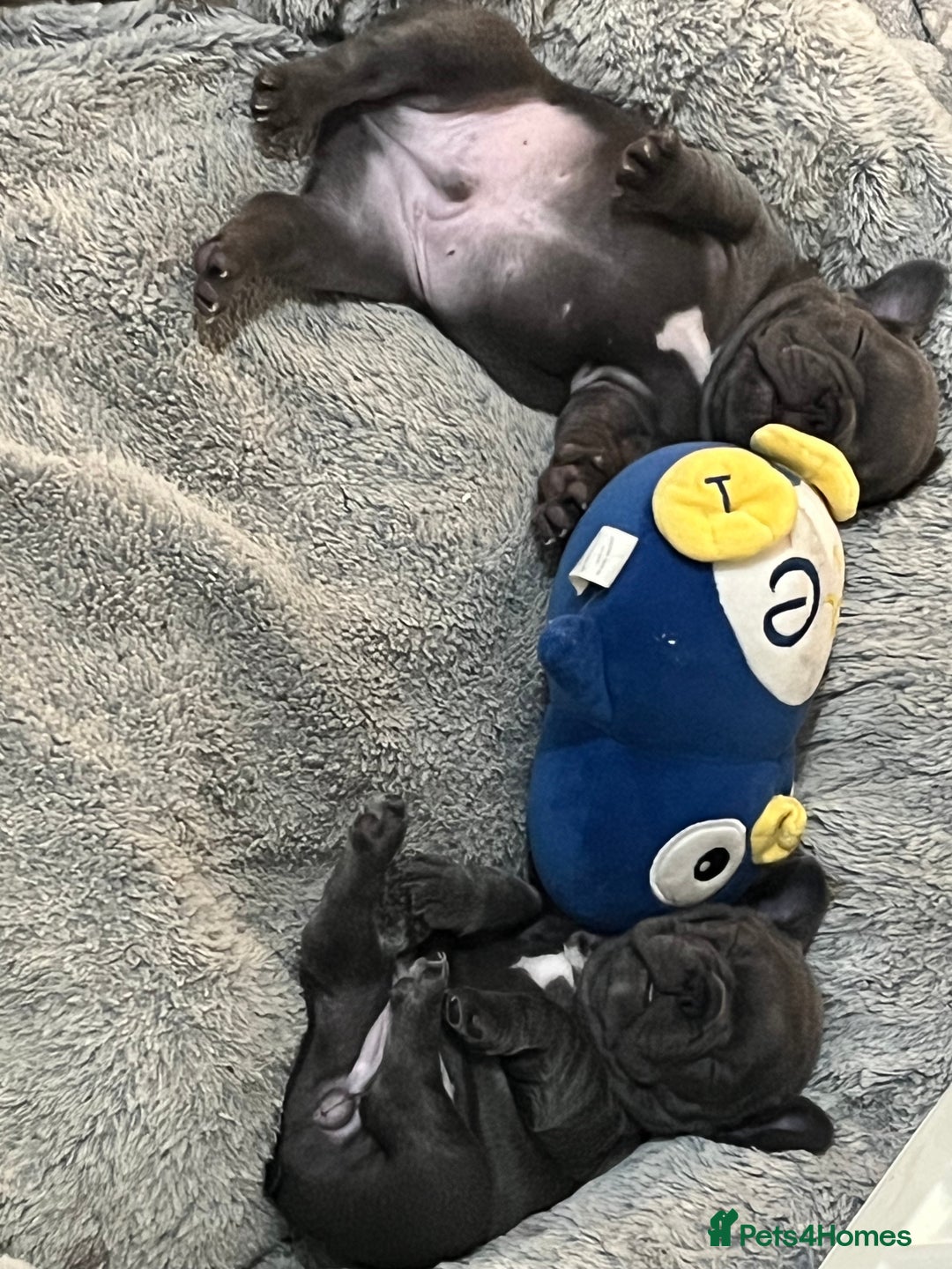 French Bulldog dogs for sale: French bulldog puppies - Image 16