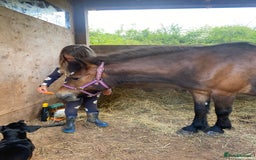 Dartmoor horses for sale: Edie  - Image 2