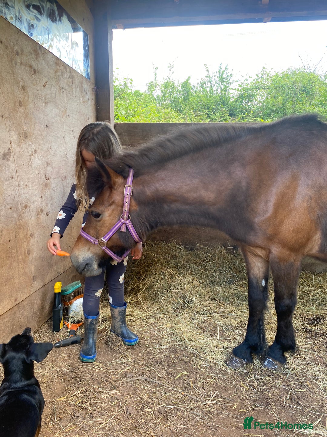 Dartmoor horses for sale: Edie  - Image 2