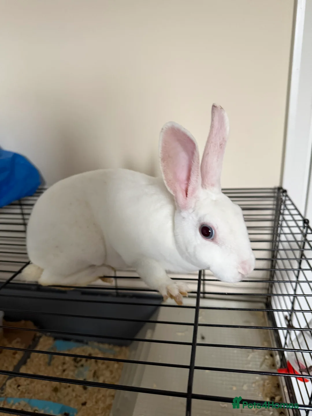 Rex rabbits for sale: 3-Month-Old Female Rabbit – Ready for a New Home in Edinburgh - Advert 4