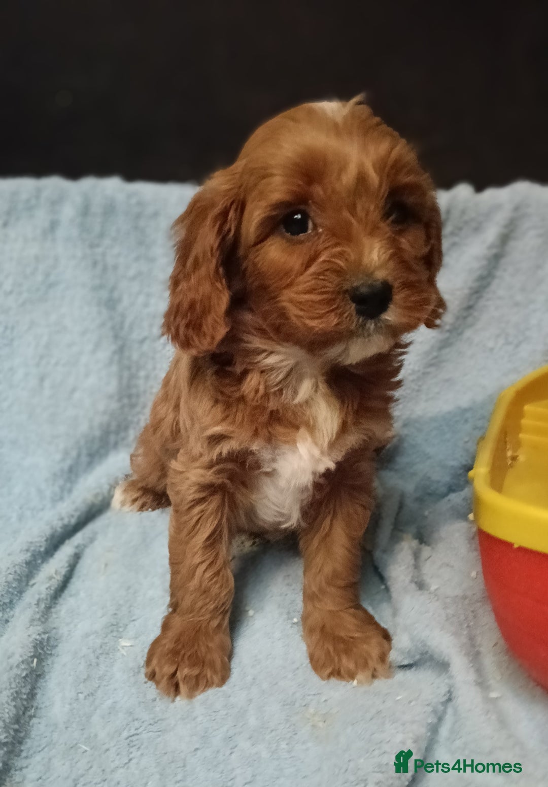 Cavapoo dogs for sale: Cute Cavapoo Puppies. DAD PRA tested! - Advert 4