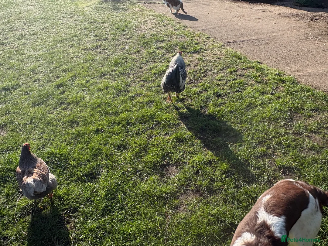 Mixed Breed livestock for sale: Cockerel free to good home in Newark - Advert 2