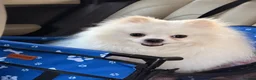 Pomeranian dogs for stud: POMERANIAN AVAILABLE FOR STUD - Advert 12
