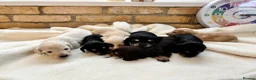 Miniature Dachshund dogs for sale: Beautiful Long haired miniature Dachshund Puppies  - Advert 12