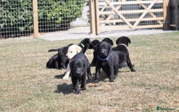 Labrador Retriever dogs for sale: Stunning Labrador KC Registered Puppies - Image 2