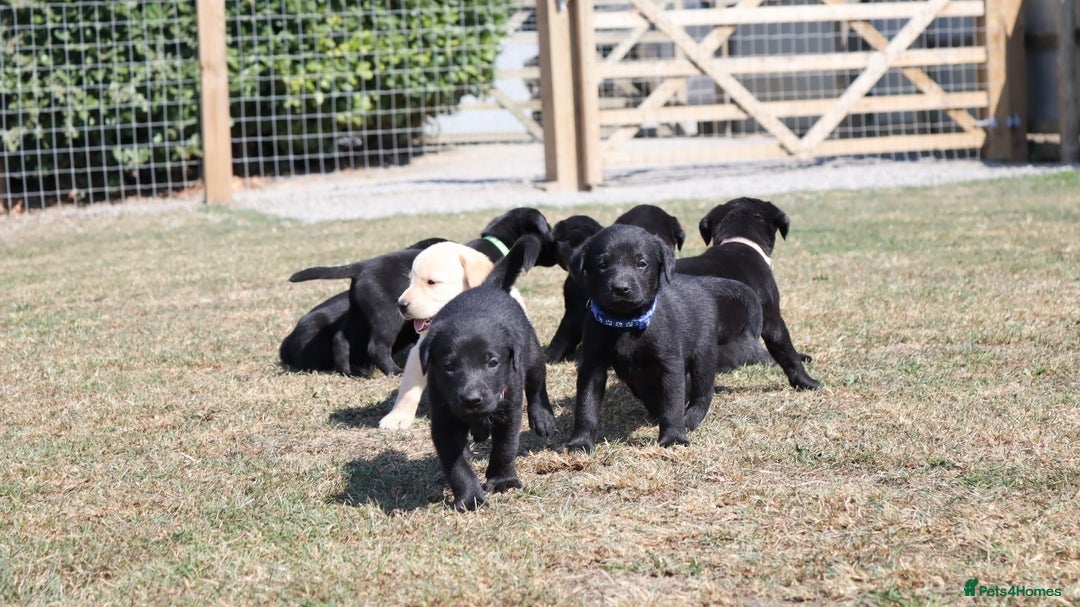 Labrador Retriever dogs for sale: Stunning Labrador KC Registered Puppies - Image 2