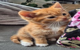 European cats for sale: Cute ginger kitten BOY for sale - Image 3