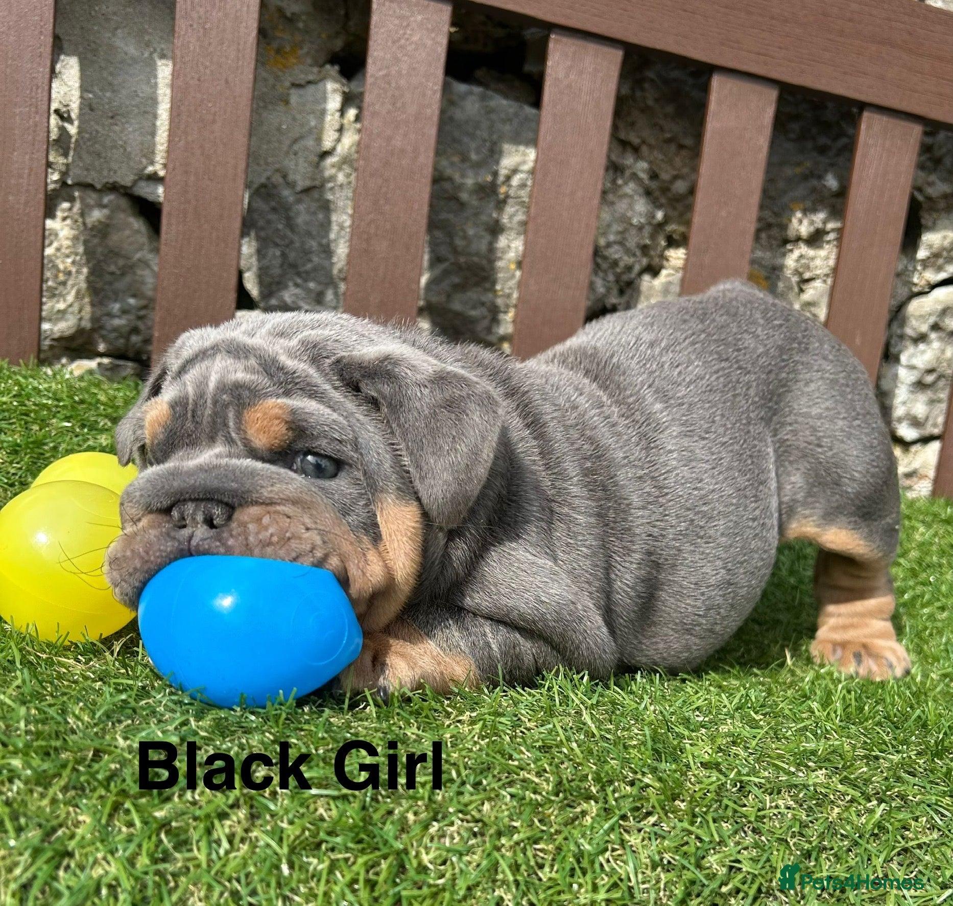 English Bulldog dogs Ready Friday! KC reg English bulldog puppies  - Advert 3