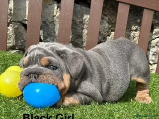 English Bulldog dogs Ready Friday! KC reg English bulldog puppies - Advert 3