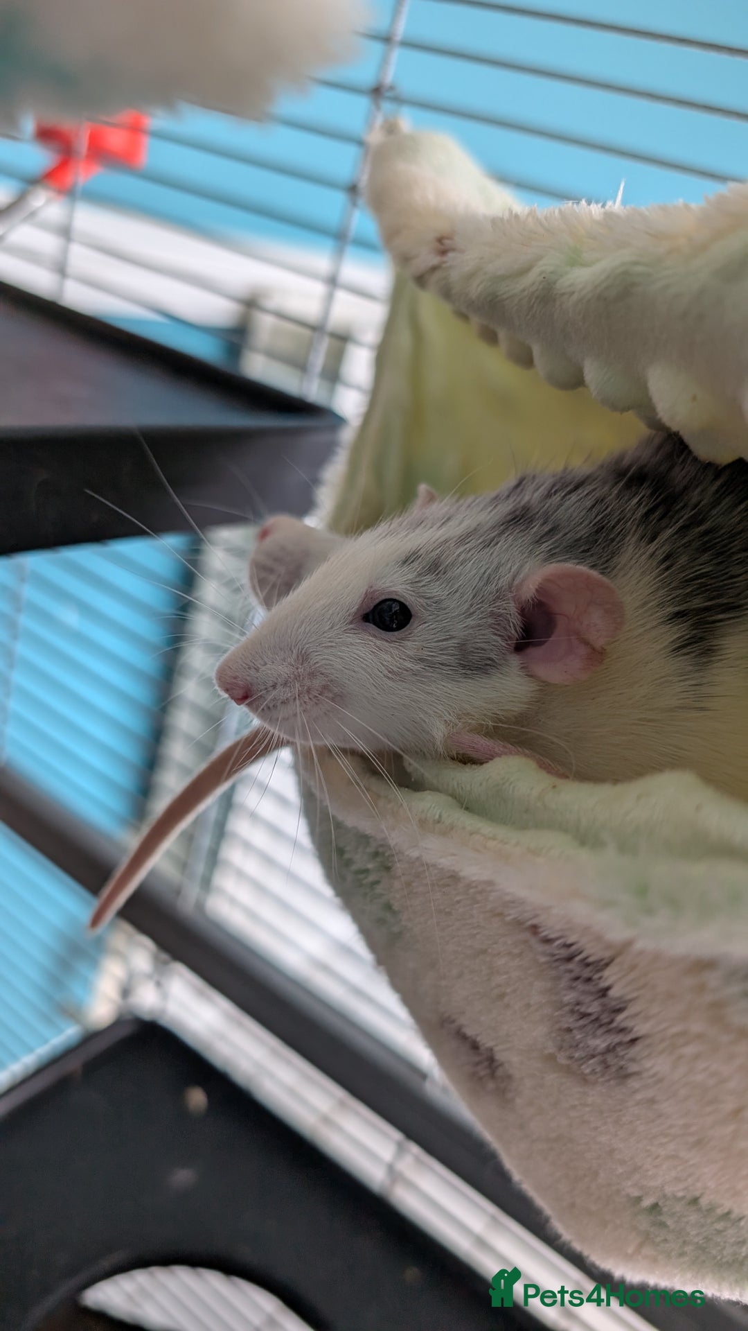 Rat rodents for sale: 3 female rats - Image 3