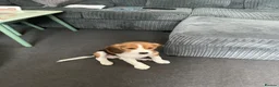 Beagle dogs for sale: Buddy in Corby - Advert 1