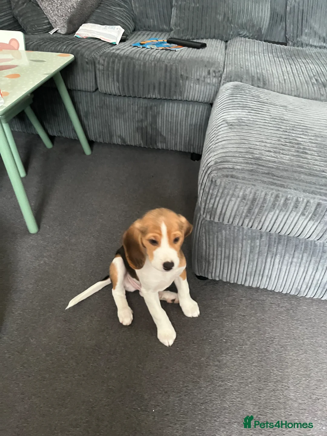 Beagle dogs for sale: Buddy in Corby - Advert 1