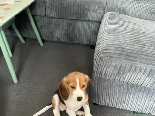 Beagle dogs Buddy - Advert 6