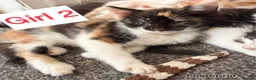 British Shorthair cats for sale: Mixed litter kittens - Advert 10