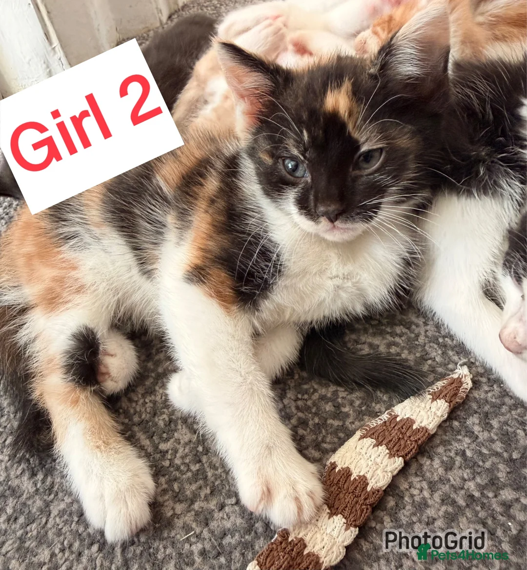 British Shorthair cats for sale: Mixed litter kittens - Advert 10