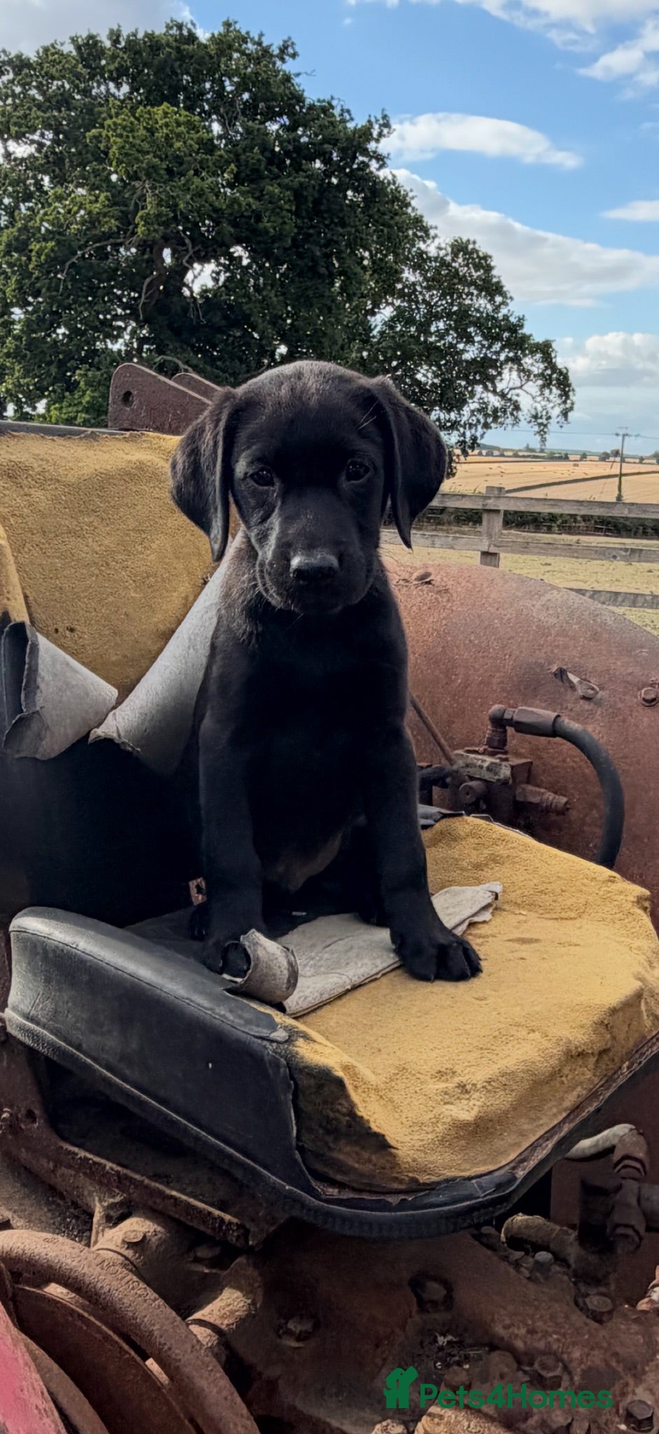Labrador Retriever dogs KC registered black sporting Labrador puppies - Advert 16