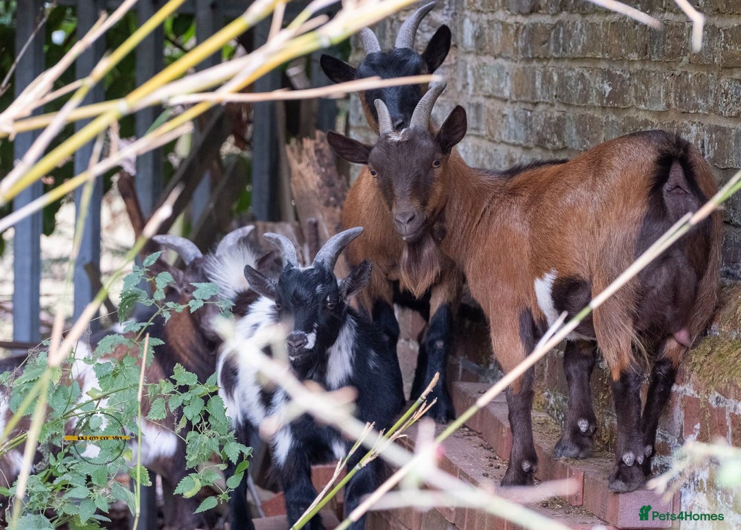 Goats livestock for sale: 3 male 2 female goats for sale .  - Image 4